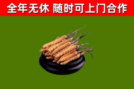 鄂州回收冬虫夏草